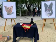 SCJN avala posible reducción de condena a hombre que envenenó perros rescatistas