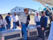 Segunda familia de lobos mexicanos llega a Durango para reforzar su reintroducción