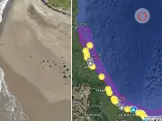Semana Santa 2026: Playas de Veracruz y Tabasco afectadas por derrame petrolero