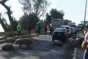 Siete cerdos escapan de camioneta tras accidente en Teoloyucan, Estado de México
