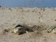 Tamaulipas celebra primera anidación de tortuga lora en la temporada 2026