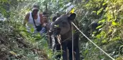 Tapir en peligro de extinción capturado con lazo en Veracruz enfrenta estado crítico en Chiapas