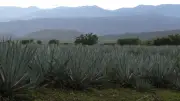 Tequila, Jalisco: Turismo se desploma tras violencia y narcobloqueos