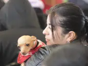 Texcoco Realiza Más de 900 Servicios Veterinarios Gratuitos en Campaña de Esterilización