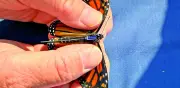 Transmisores en mariposas monarca revelan migración individual y rutas precisas