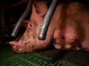 UE privilegia reuniones con industria cárnica sobre protección animal según Igualdad Animal