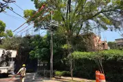 Vecinos de la CDMX protestan por poda drástica de árbol histórico en la colonia Del Valle