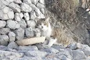 Voluntarios se unen en rescate masivo de gatitos abandonados en la ciudad