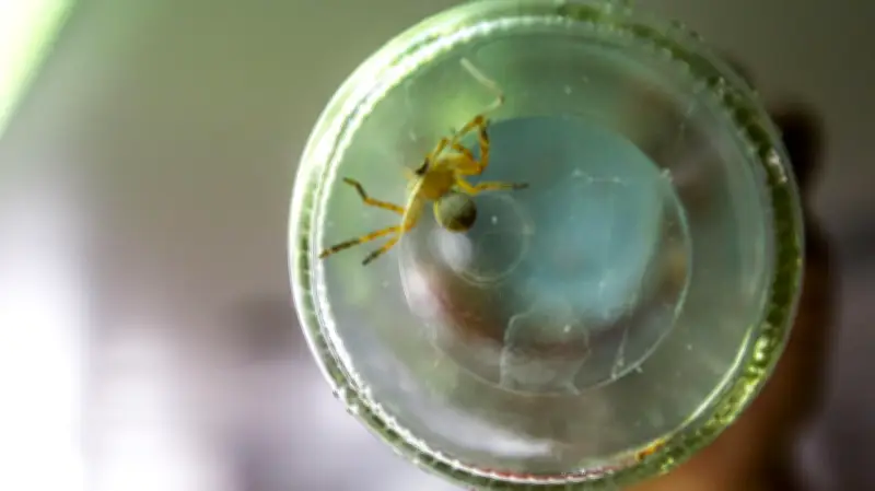 3 Remedios Caseros Efectivos y Económicos para Alejar Arañas Violinistas del Hogar