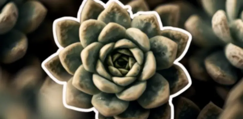 7 Claves Maestras para Cuidar Suculentas y Evitar que se Pudran o Sequen
