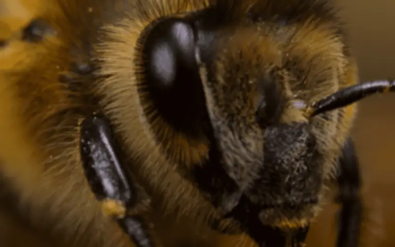 Abejas cerca de casa: símbolo de prosperidad y equilibrio ecológico revelado
