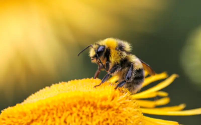 Abejas en tu hogar: Mensaje ecológico y símbolo de prosperidad según Feng Shui
