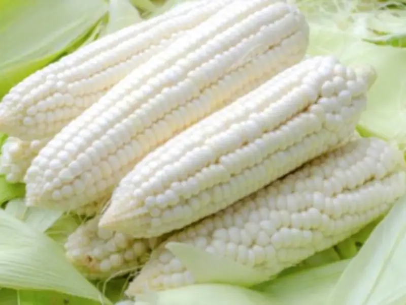 Agricultura entrega casi 1,900 millones de pesos a productores de maíz en ocho estados