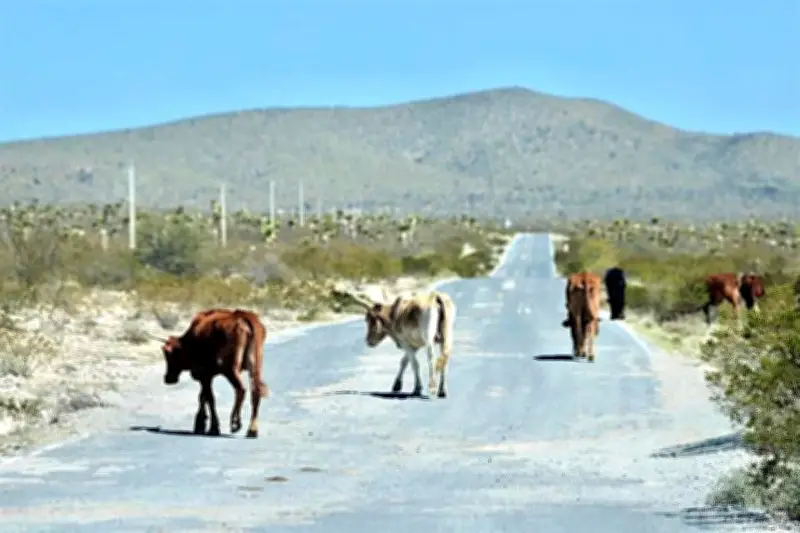 Alcaldes del Norte Piden Apoyo Federal para Municipios del Sur del País