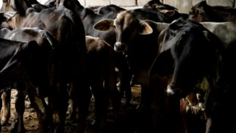 Alerta Binacional por Gusano Barrenador: Autoridades Piden Reportar Heridas en Animales