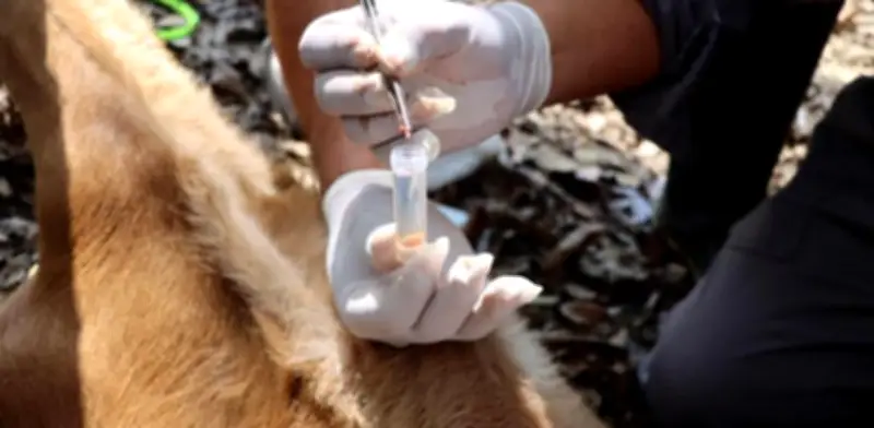 Alerta en Hidalgo: Gusano Barrenador Infesta Más del 50% del Estado