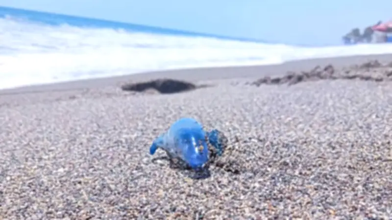 Alerta en Michoacán por medusa 'dragón azul': peligros y recomendaciones