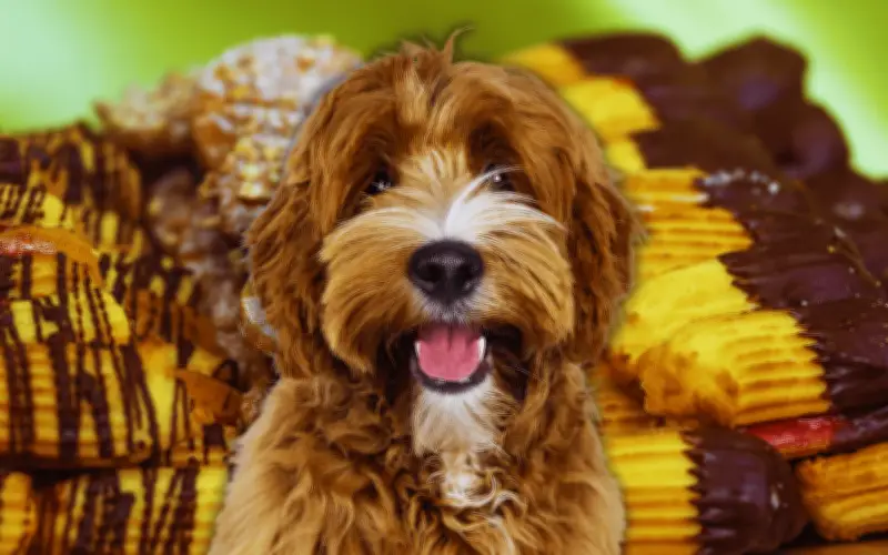 Alimentos que dañan la salud de tu perro: guía de prevención