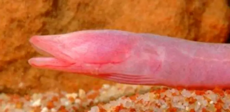 Anguila ciega en peligro hallada entre basura en cenote contaminado de Yucatán