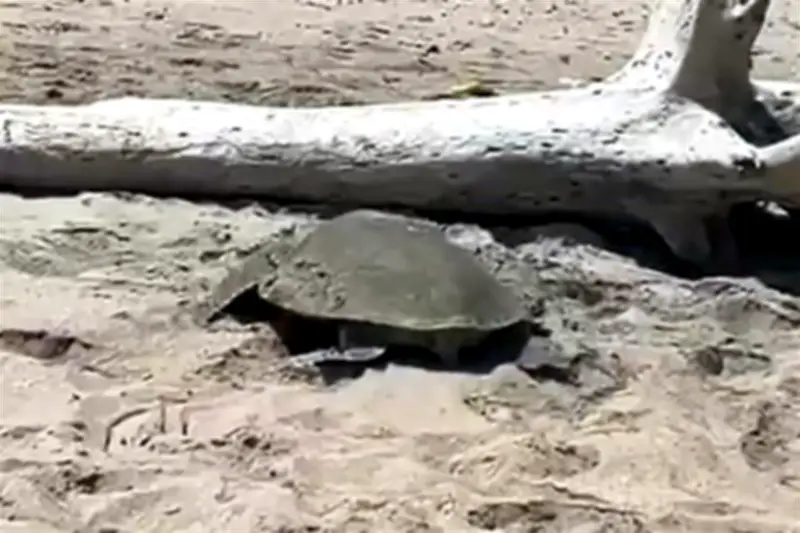 Arribo de Tortugas a Playas de Tamaulipas Ocurre en Medio de Derrame Petrolero