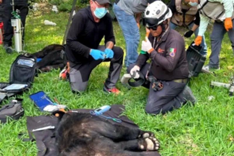 Aseguran osos de residencia en San Pedro
