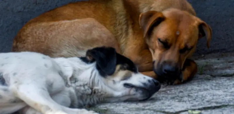 Asesinan a perrita a balazos en colonia Gobernadores de Gómez Palacio, Durango