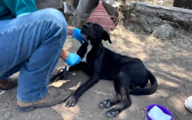 Atienden al perrito 'Bubu' tras ser atacado con arma de fuego en El Salto, Jalisco