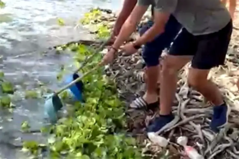 Autoridades de Nuevo León limpian la boca del río San Juan ante amenaza de lirio acuático