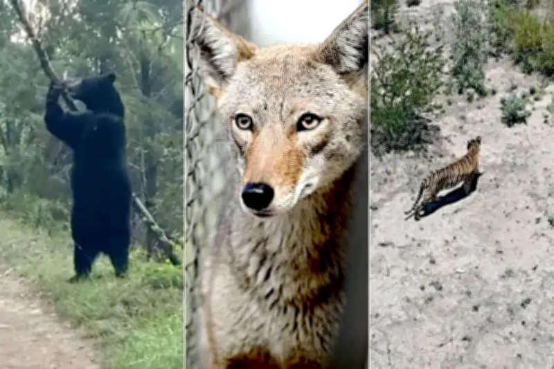 Autoridades Sanitarias Exhortan a Evitar Contacto con Animales Silvestres