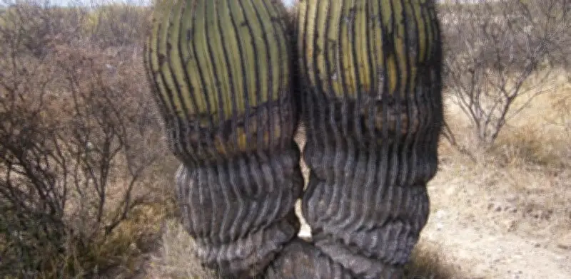 Biznaga Burra en peligro de extinción por extracción ilegal para acitrón