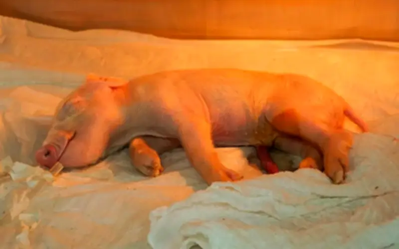 Brasil clona primer cerdo en Latinoamérica para trasplantes de órganos