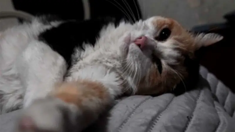 Buscan a sujeto que engañó a gato para aventarlo al techo en Mazatlán