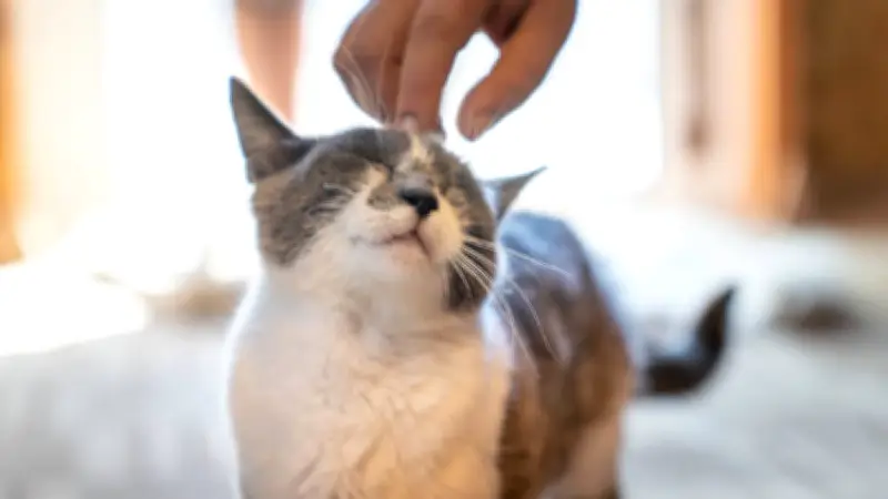 Buscan a torturador de gatos en Tijuana que cose ojos y hocicos