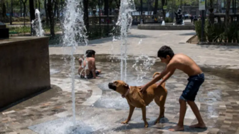 Calor extremo en México: 10 consejos para proteger a tus mascotas