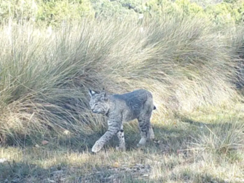 Carnívoros como dispersores de semillas: el papel ecológico de depredadores en la regeneración vegetal