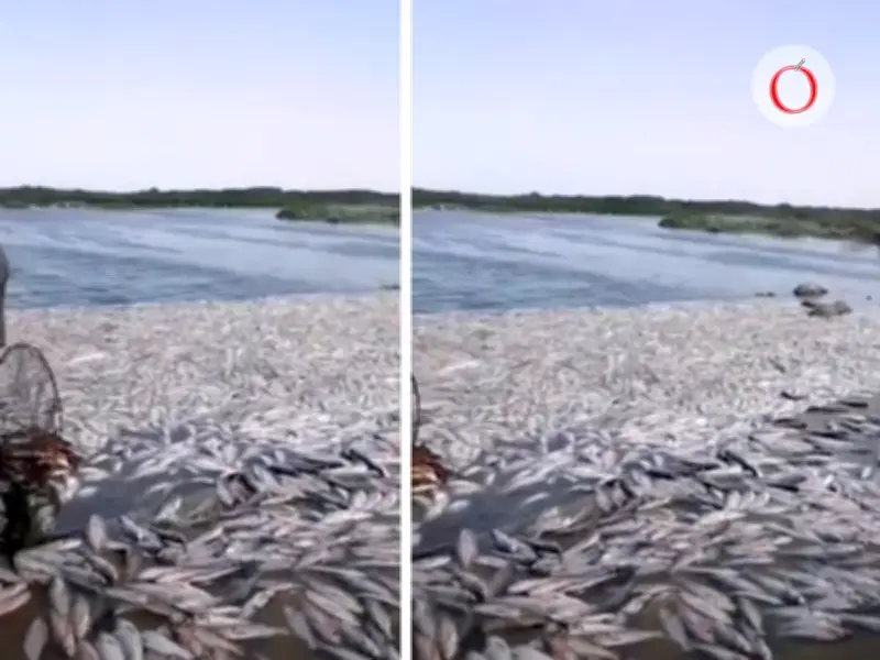 Catástrofe ambiental en Altamira: Hallan dos toneladas de peces muertos en estero El Camalote