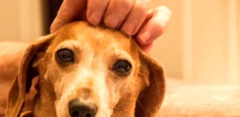 Cerebro de perros se redujo 50%: ¿perdieron inteligencia al domesticarse?