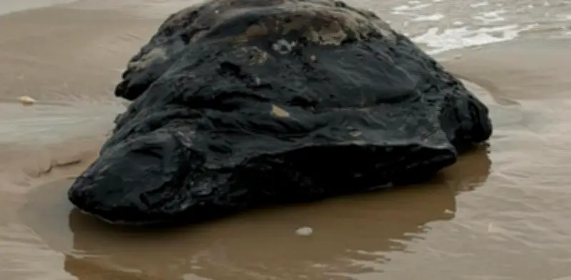 Chapopote en Playa Bagdad amenaza anidación de tortugas en peligro de extinción