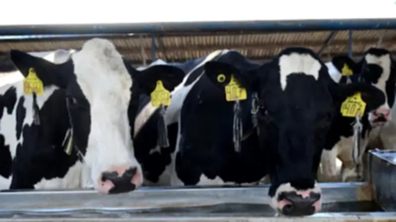 Chiapas recibe 717 mil dosis para combatir el gusano barrenador del ganado