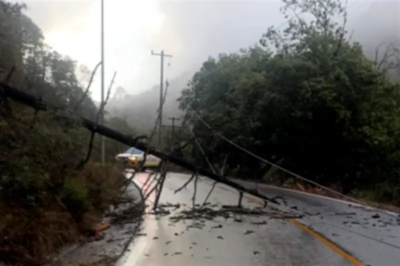 Cierran Carretera a Laguna de Sánchez por Caída de Pino Gigante en Nuevo León