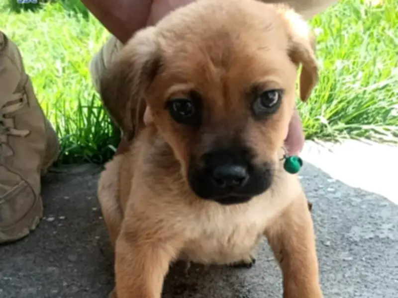 Cinco cachorros y gatitos rescatados buscan hogar en la Brigada de Vigilancia Animal