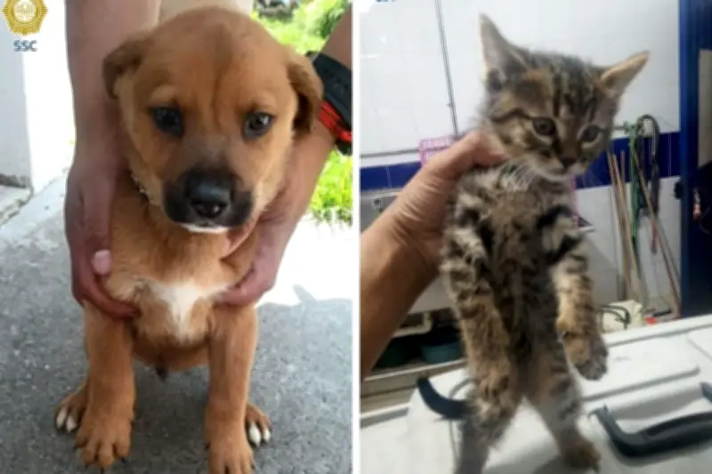 Cinco perritos y dos michis rescatados aguardan una familia adoptiva en México
