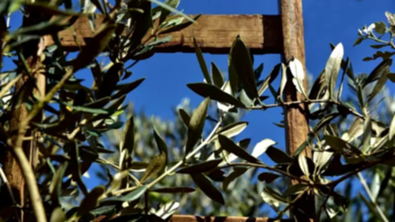 Cómo cultivar un olivo en casa: guía básica para principiantes