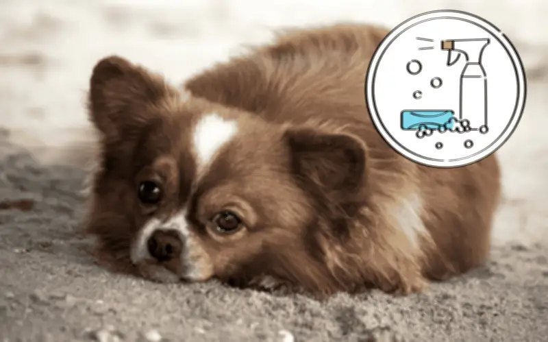 Cómo eliminar el olor a orín de perro en casa rápido y económico: guía práctica