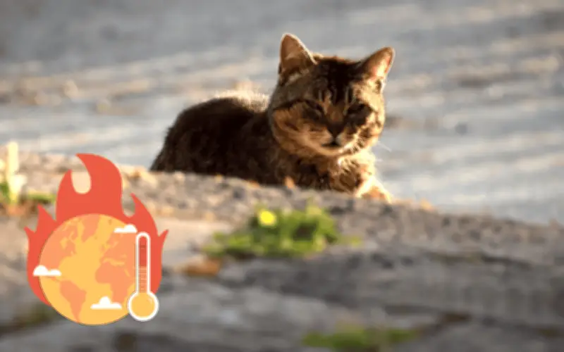 Cómo proteger a tus mascotas del golpe de calor en México