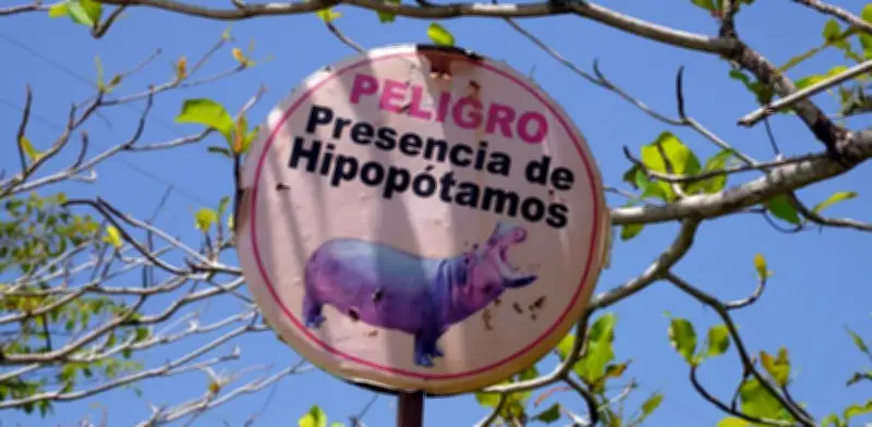 Colombia autoriza sacrificio de hipopótamos de Escobar; México ofrece rescate