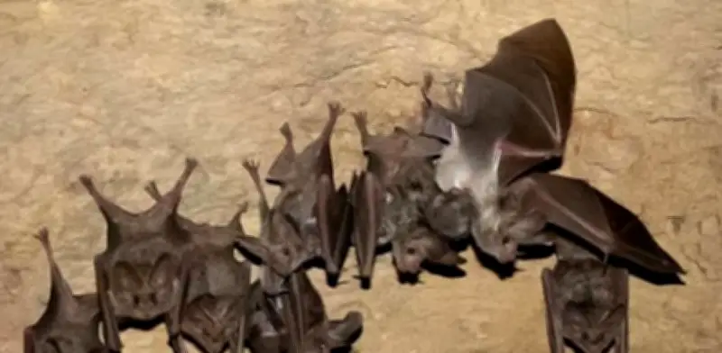 Colonia de murciélago orejón mexicano se recupera exitosamente en Puebla tras años de trabajo