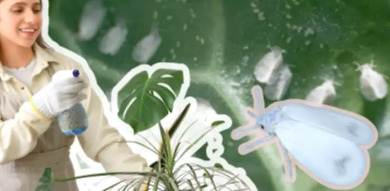 Combate la Mosca Blanca en Plantas: Remedios Caseros y Prevención Efectiva