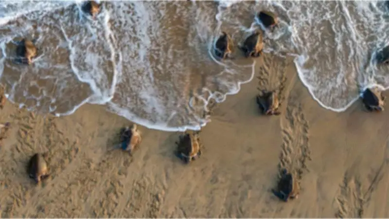 Conanp denuncia ante FGR saqueo de nidos de tortuga en Playa Escobilla, Oaxaca