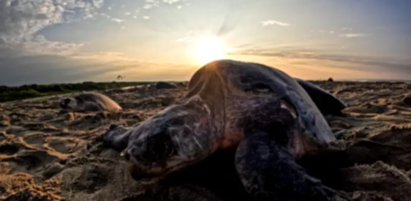 Conanp denuncia saqueo de huevos de tortuga en Playa Escobilla, Oaxaca ante FGR y Profepa